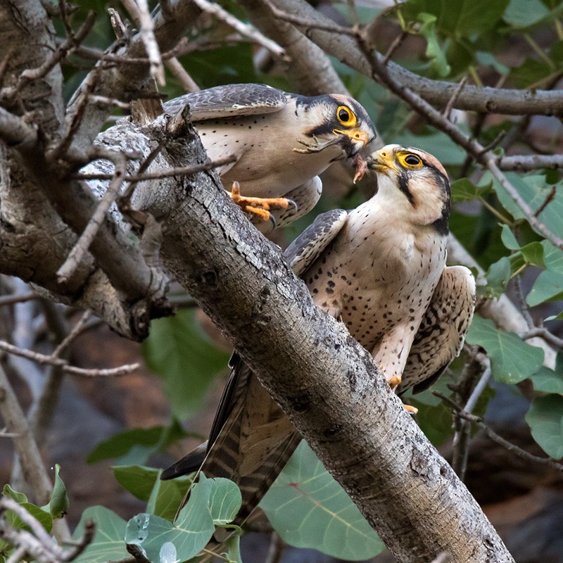 Lanner Falcon - Lars Petersson | My World of Bird Photography