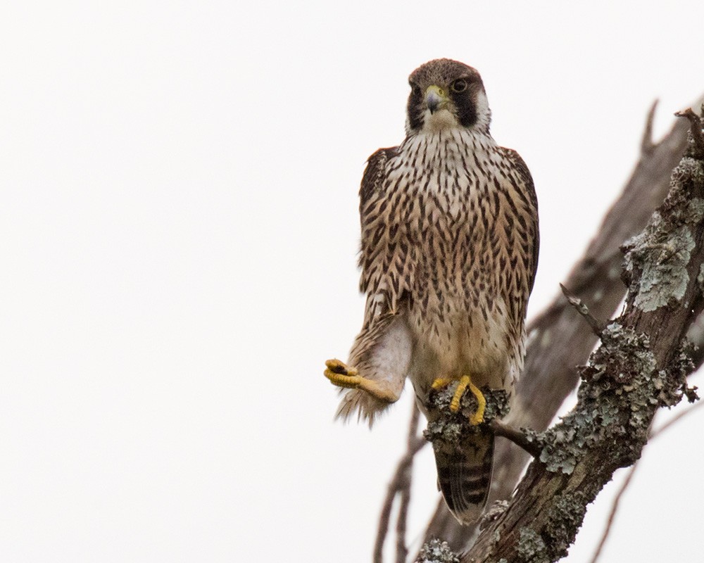 Peregrine Falcon - Lars Petersson | My World of Bird Photography