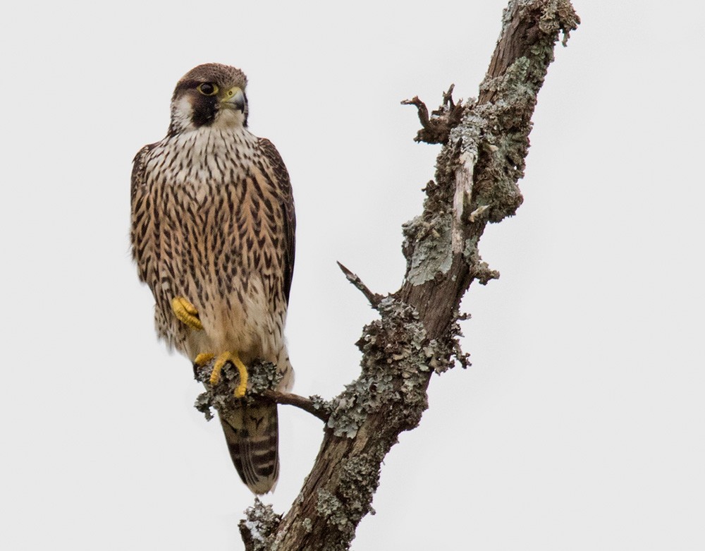 Peregrine Falcon - Lars Petersson | My World of Bird Photography