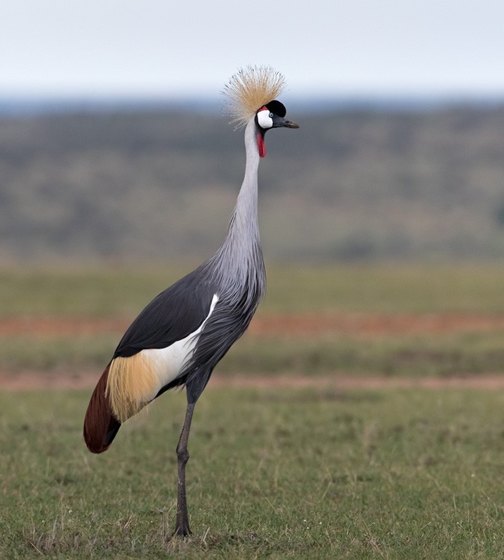 Gray Crowned-Crane - Lars Petersson | My World of Bird Photography