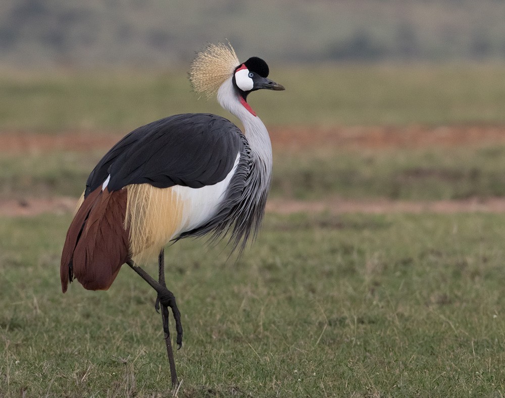 Gray Crowned-Crane - Lars Petersson | My World of Bird Photography