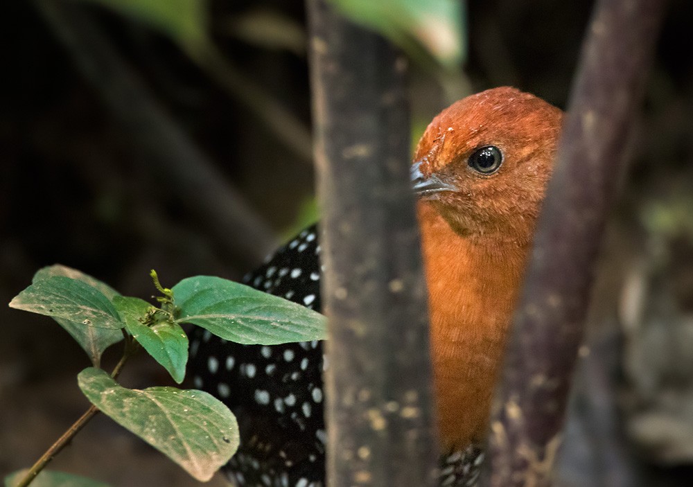 White-spotted Flufftail (Southern) - Lars Petersson | My World of Bird Photography