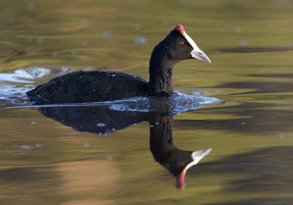 Red-knobbed Coot - Lars Petersson | My World of Bird Photography