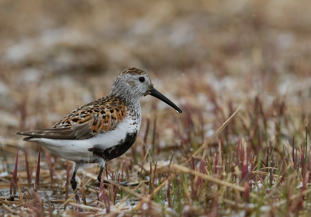 Dunlin (pacifica/arcticola) - Lars Petersson | My World of Bird Photography
