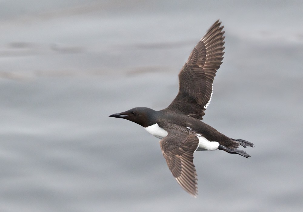 Thick-billed Murre - Lars Petersson | My World of Bird Photography