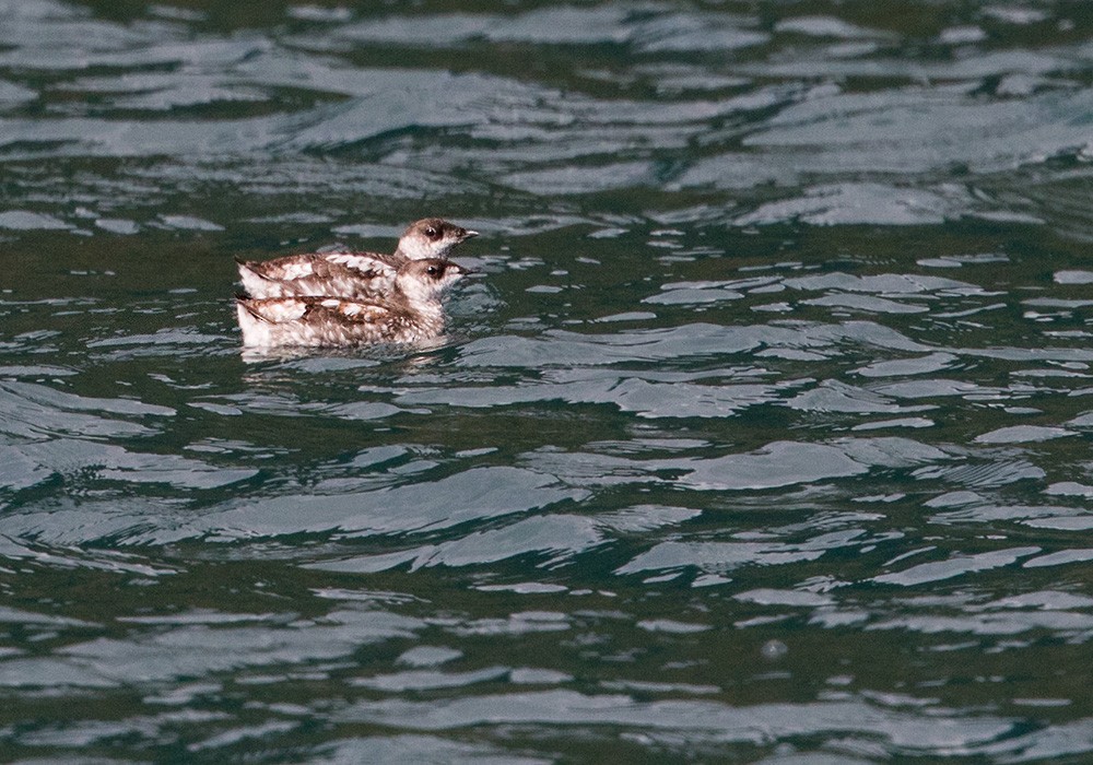 Marbled Murrelet - Lars Petersson | My World of Bird Photography