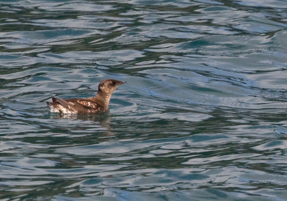 Marbled Murrelet - Lars Petersson | My World of Bird Photography