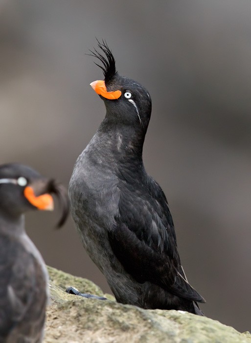 Crested Auklet - ML205977021