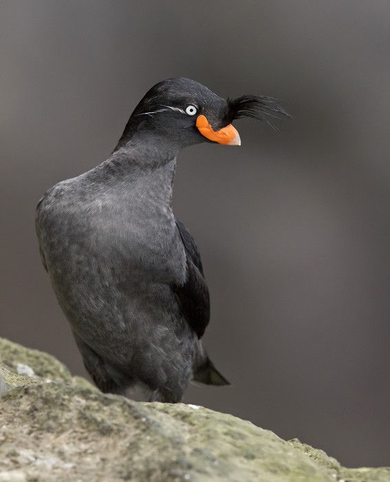 Crested Auklet - ML205977031