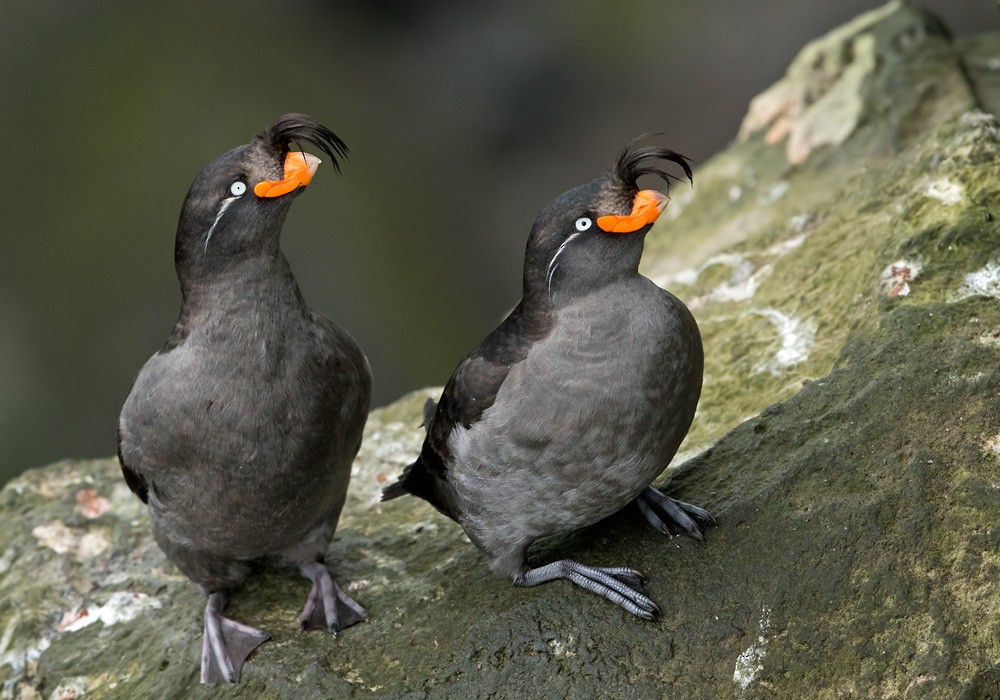Crested Auklet - ML205977041