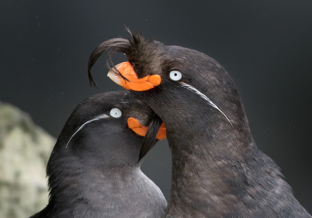 Crested Auklet - ML205977051