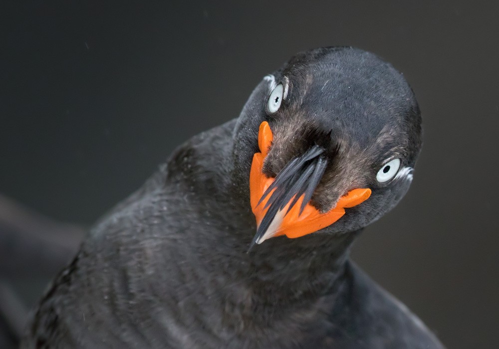 Crested Auklet - Lars Petersson | My World of Bird Photography