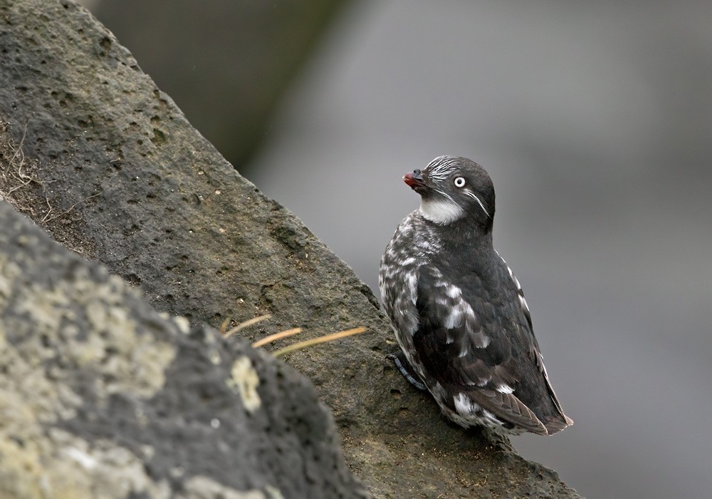 Least Auklet - Lars Petersson | My World of Bird Photography