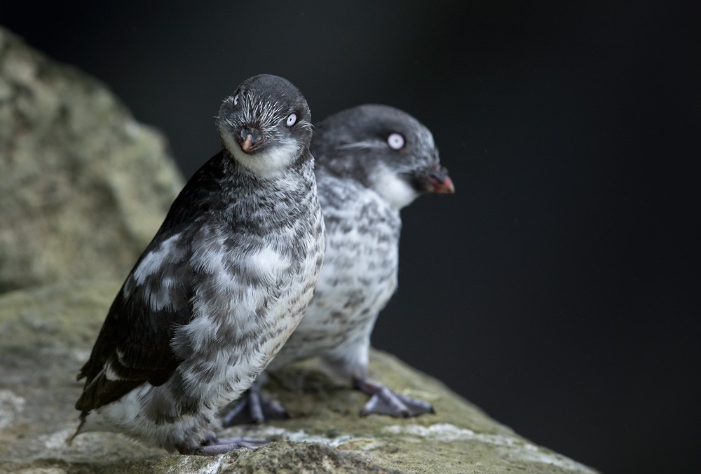 Least Auklet - Lars Petersson | My World of Bird Photography