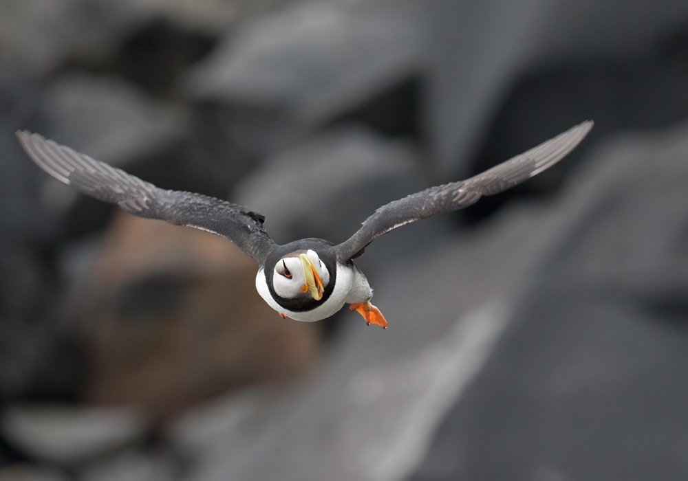 Horned Puffin - ML205977221