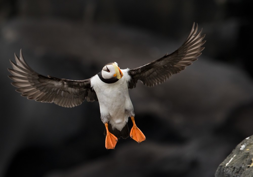 Horned Puffin - ML205977241