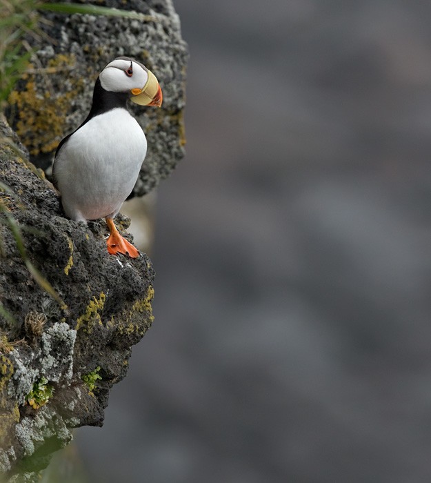 Horned Puffin - Lars Petersson | My World of Bird Photography