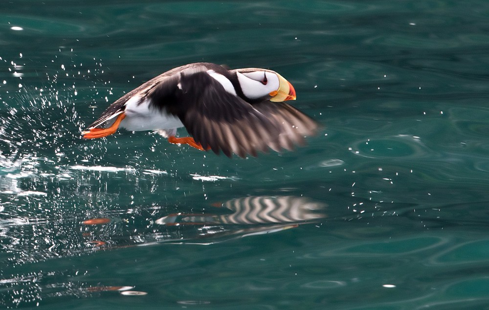 Horned Puffin - Lars Petersson | My World of Bird Photography