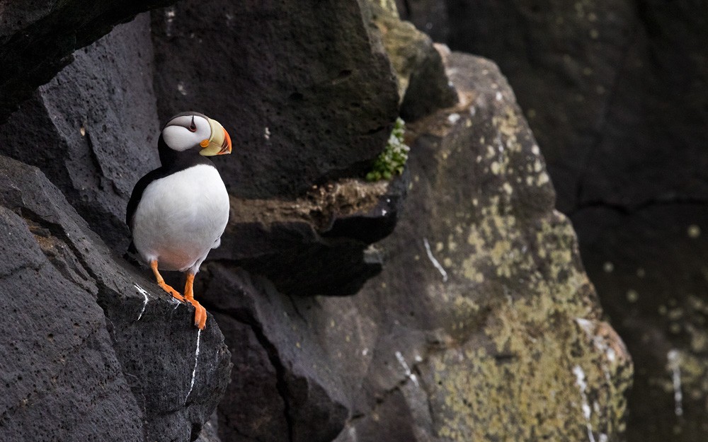 Horned Puffin - ML205977281