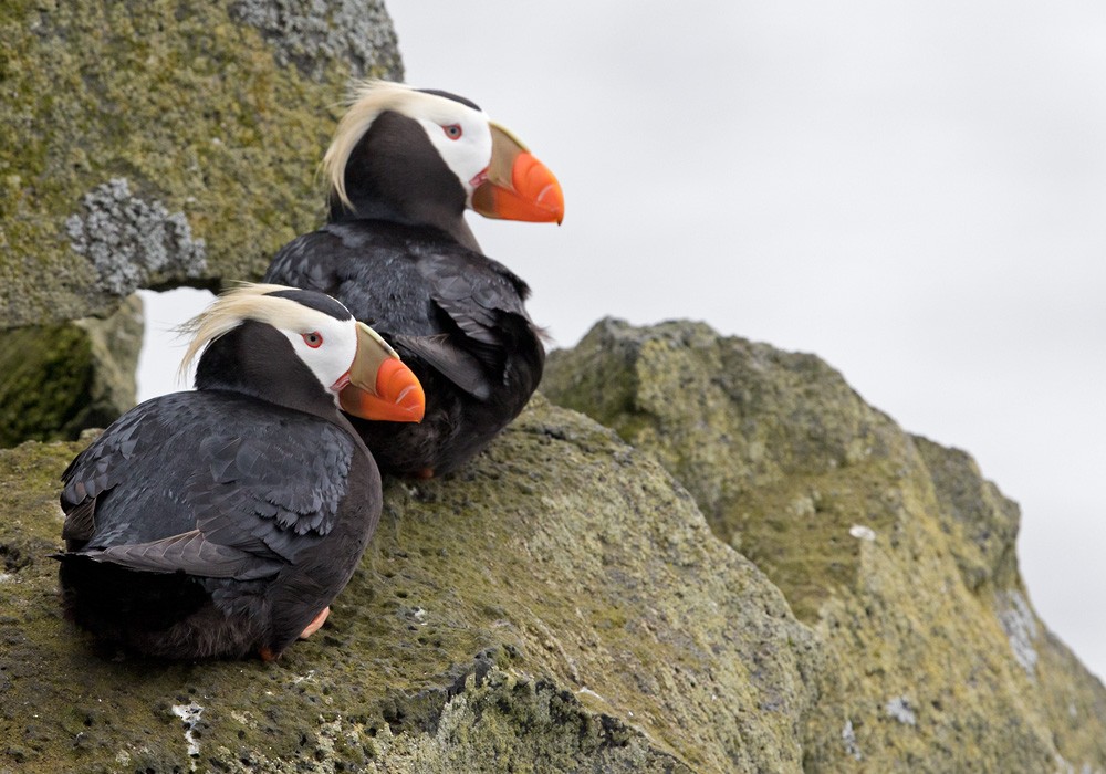Tufted Puffin - ML205977301