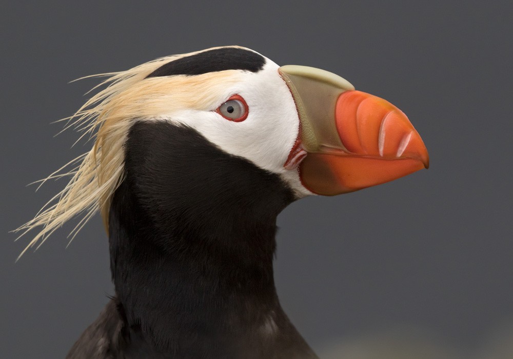 Tufted Puffin - ML205977321