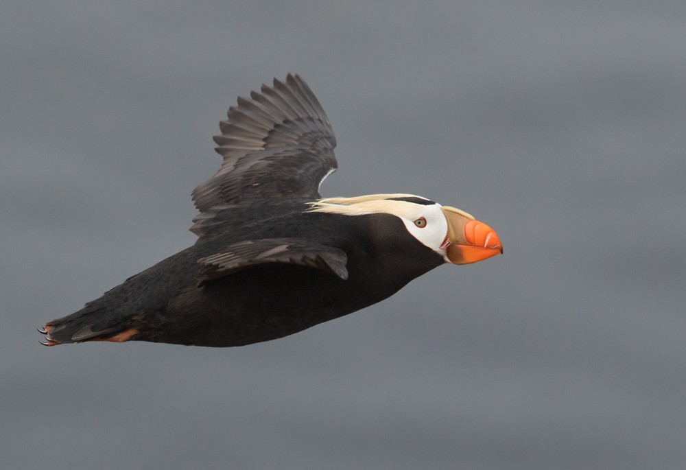 Tufted Puffin - Lars Petersson | My World of Bird Photography