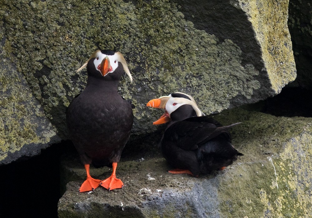 Tufted Puffin - ML205977341