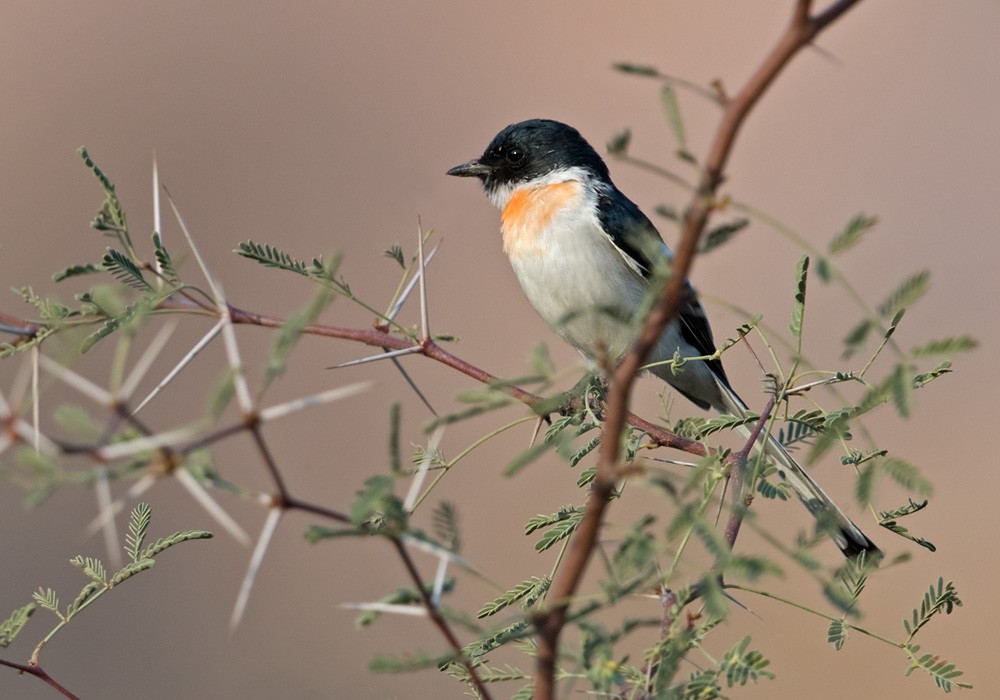 White-bellied Minivet - Lars Petersson | My World of Bird Photography