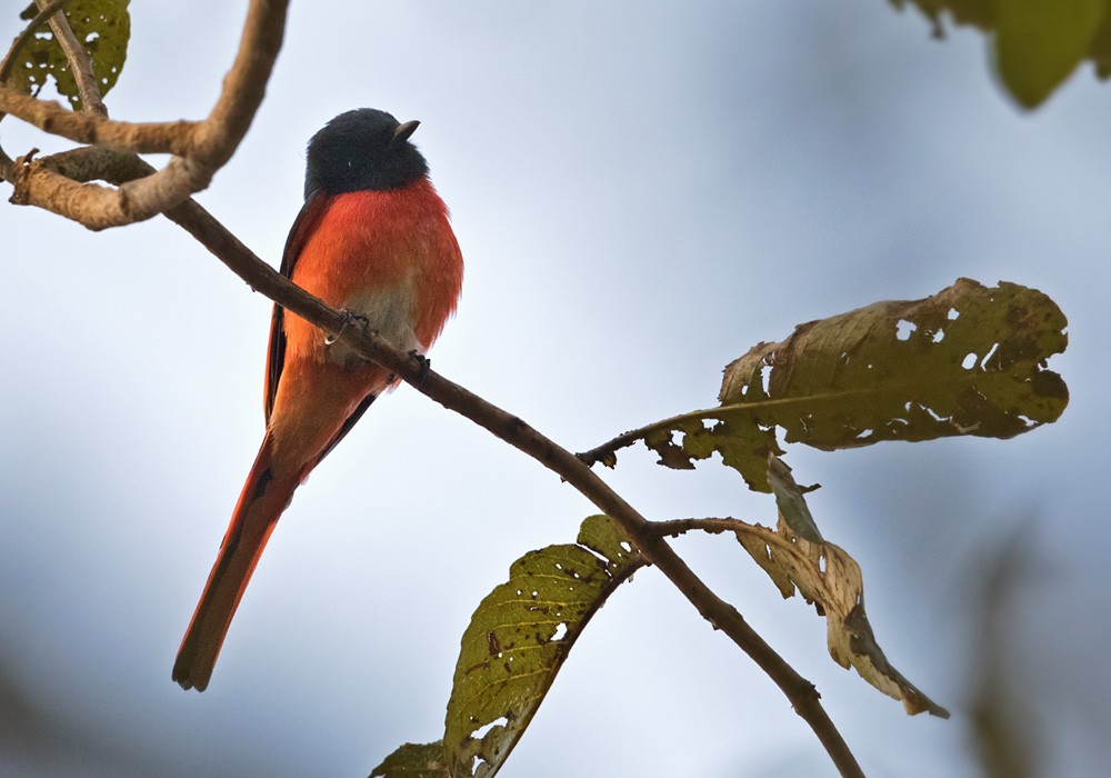 Long-tailed Minivet - Lars Petersson | My World of Bird Photography