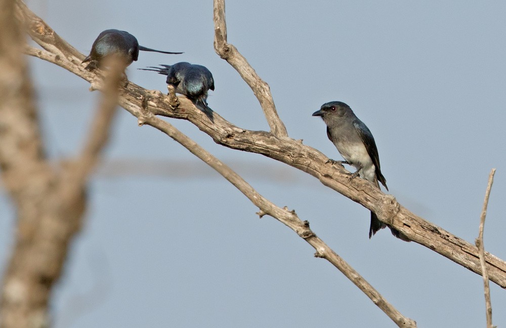 White-bellied Drongo (White-bellied) - ML205977551