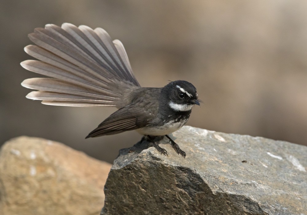 Spot-breasted Fantail - ML205977581