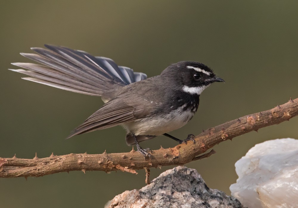 Spot-breasted Fantail - ML205977591