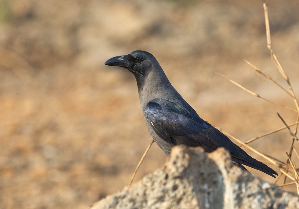 House Crow - Lars Petersson | My World of Bird Photography