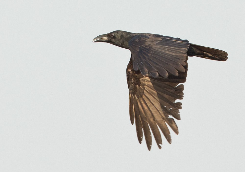 Large-billed Crow (Indian Jungle) - Lars Petersson | My World of Bird Photography