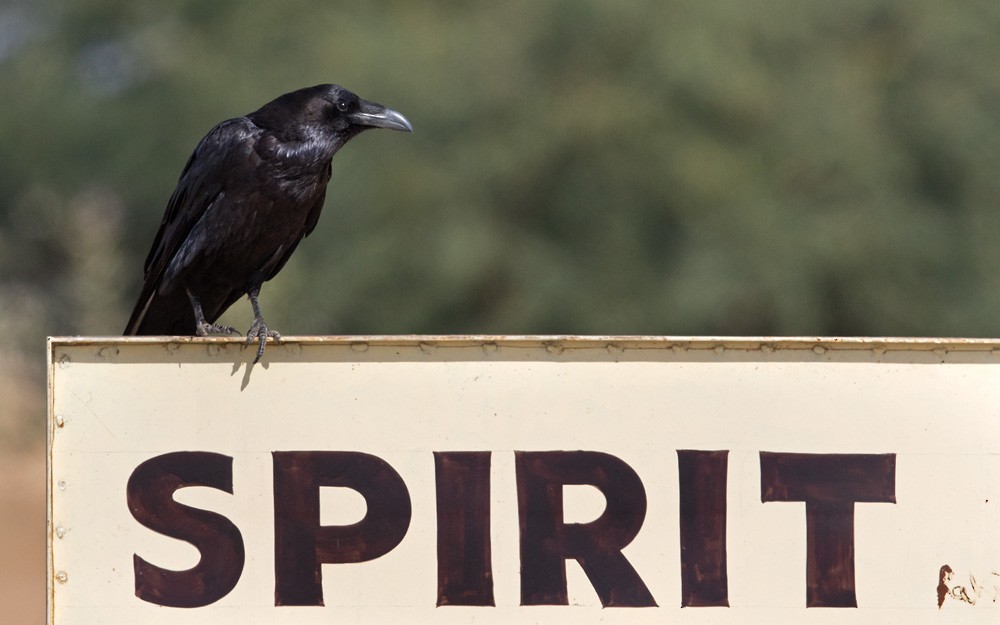 Common Raven - Lars Petersson | My World of Bird Photography