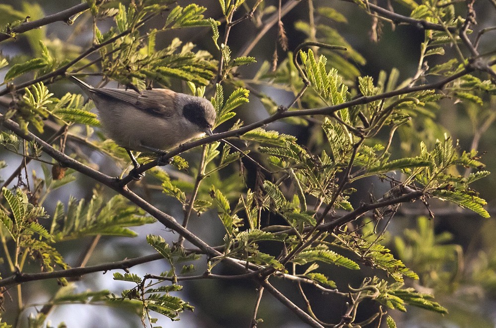 White-crowned Penduline-Tit - Lars Petersson | My World of Bird Photography
