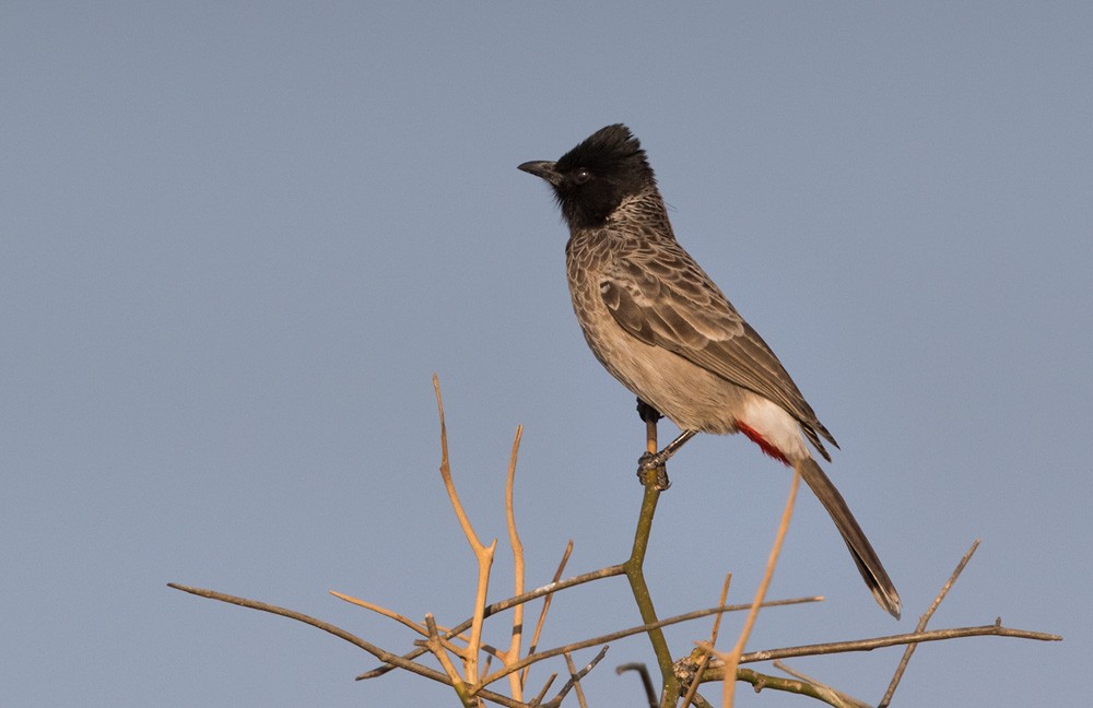 Red-vented Bulbul - Lars Petersson | My World of Bird Photography