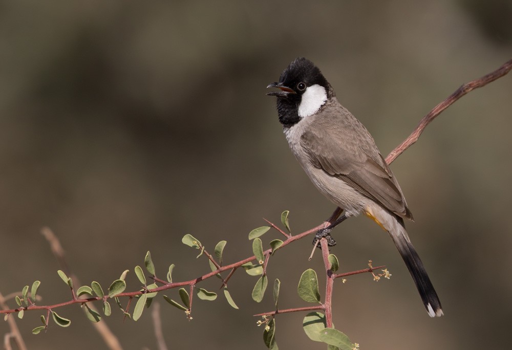 White-eared Bulbul - Lars Petersson | My World of Bird Photography