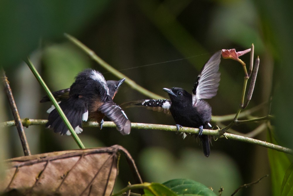 Dot-winged Antwren - Lars Petersson | My World of Bird Photography