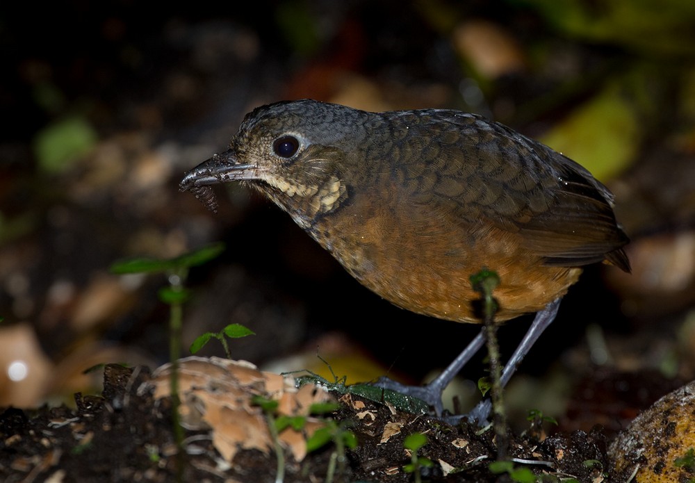 Scaled Antpitta - Lars Petersson