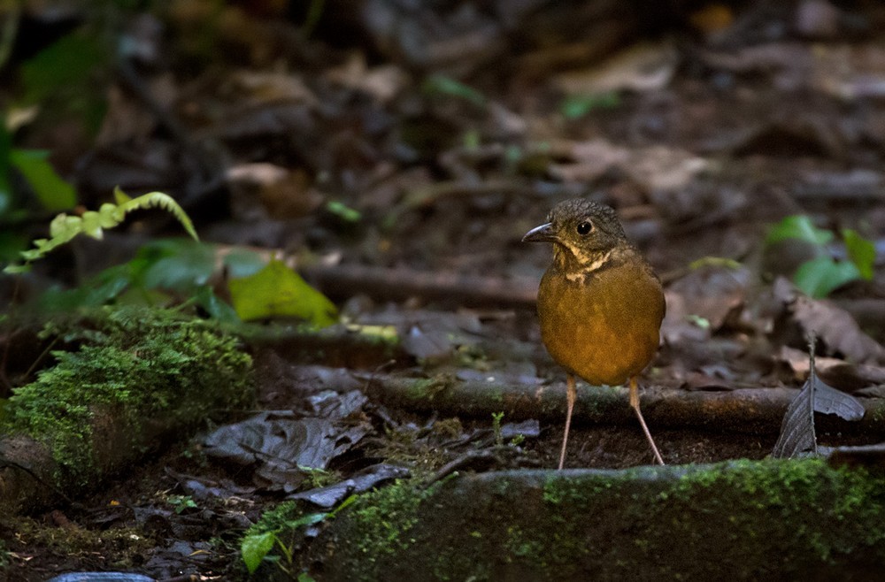 Scaled Antpitta - Lars Petersson | My World of Bird Photography