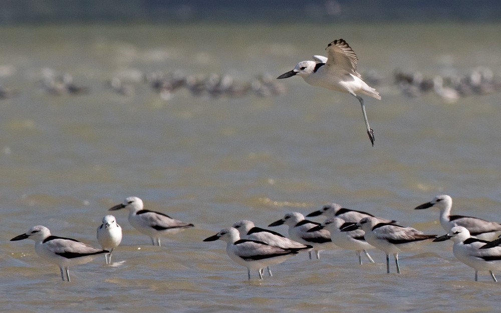 Crab-Plover - Lars Petersson | My World of Bird Photography