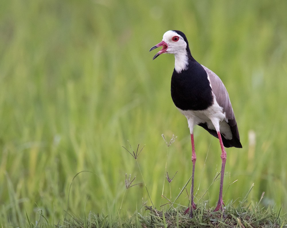 Long-toed Lapwing - Lars Petersson | My World of Bird Photography