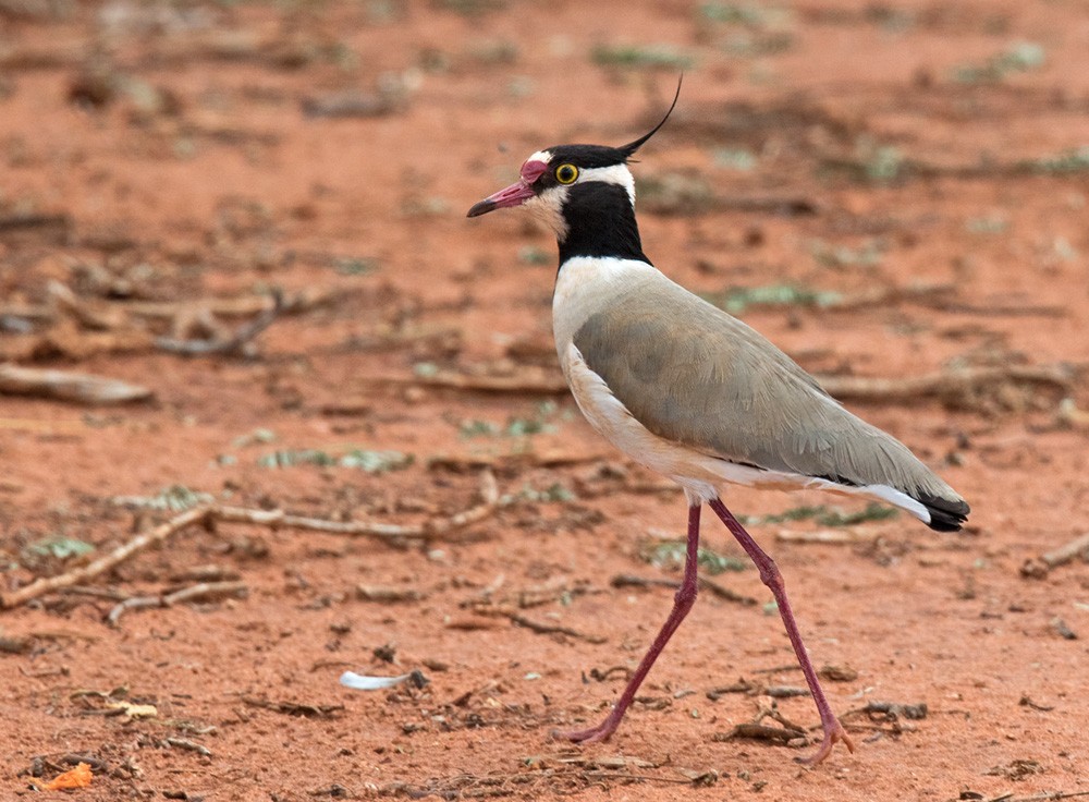 Black-headed Lapwing - Lars Petersson | My World of Bird Photography