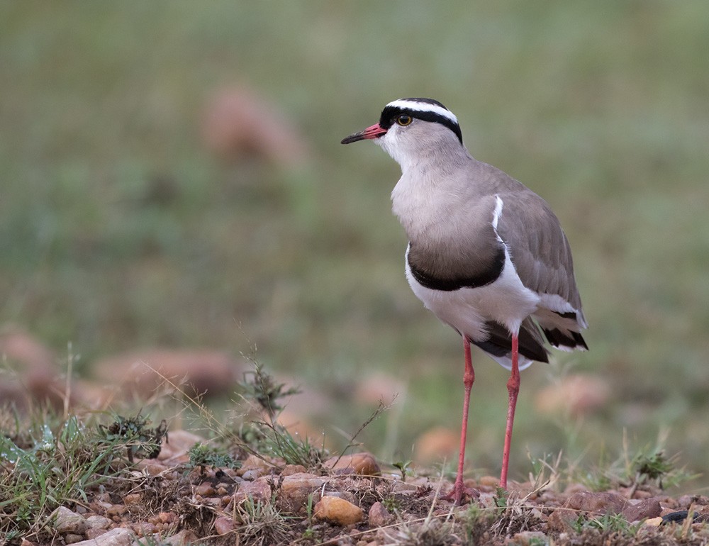 Crowned Lapwing - ML205978481