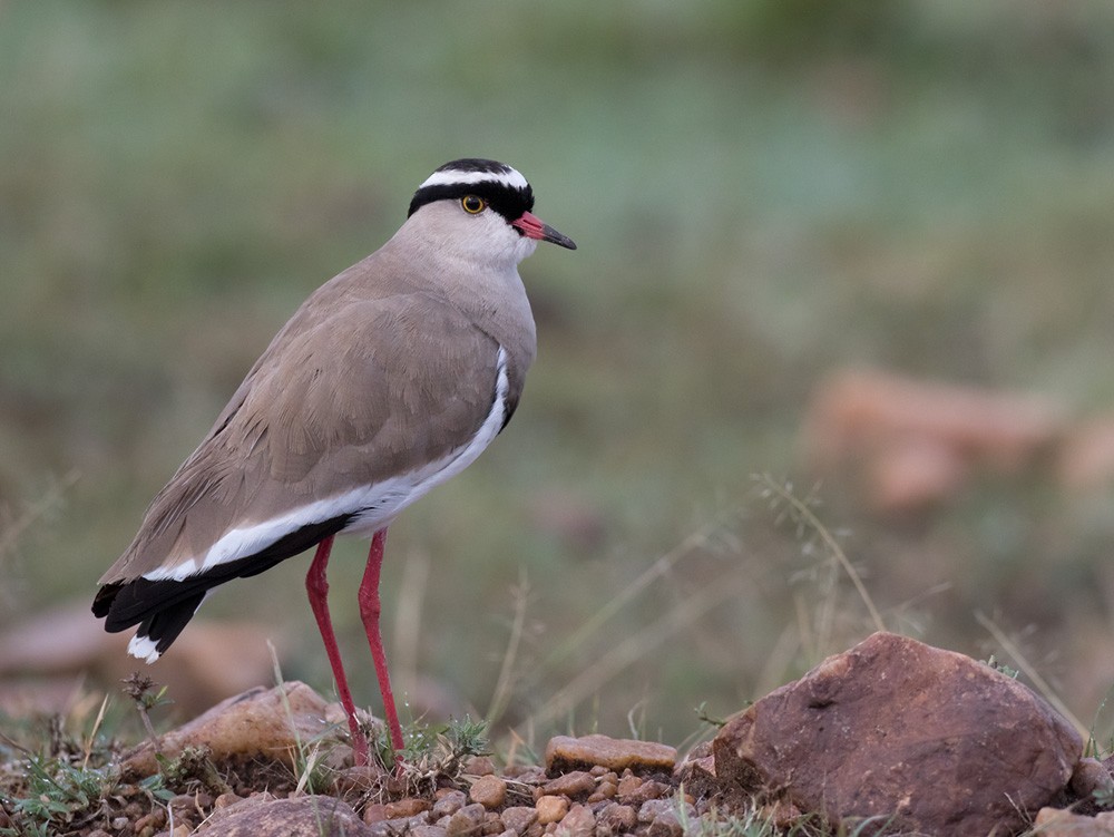 Crowned Lapwing - ML205978491