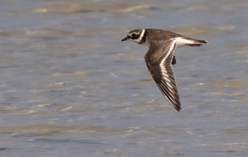 Common Ringed Plover - Lars Petersson | My World of Bird Photography