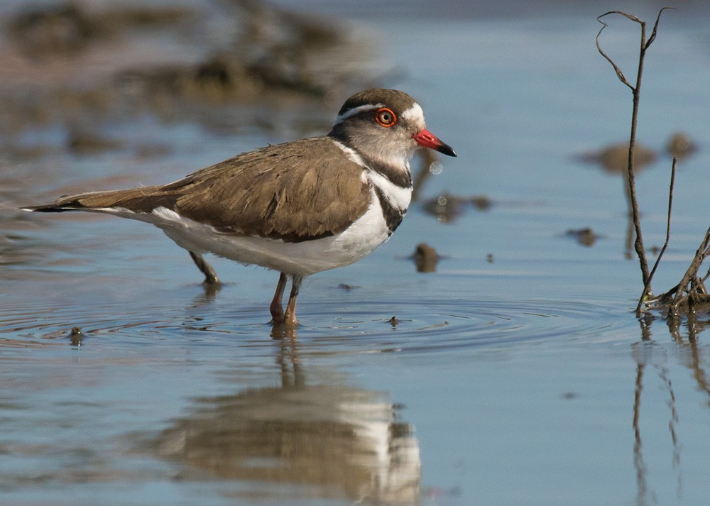 Three-banded Plover (African) - Lars Petersson | My World of Bird Photography