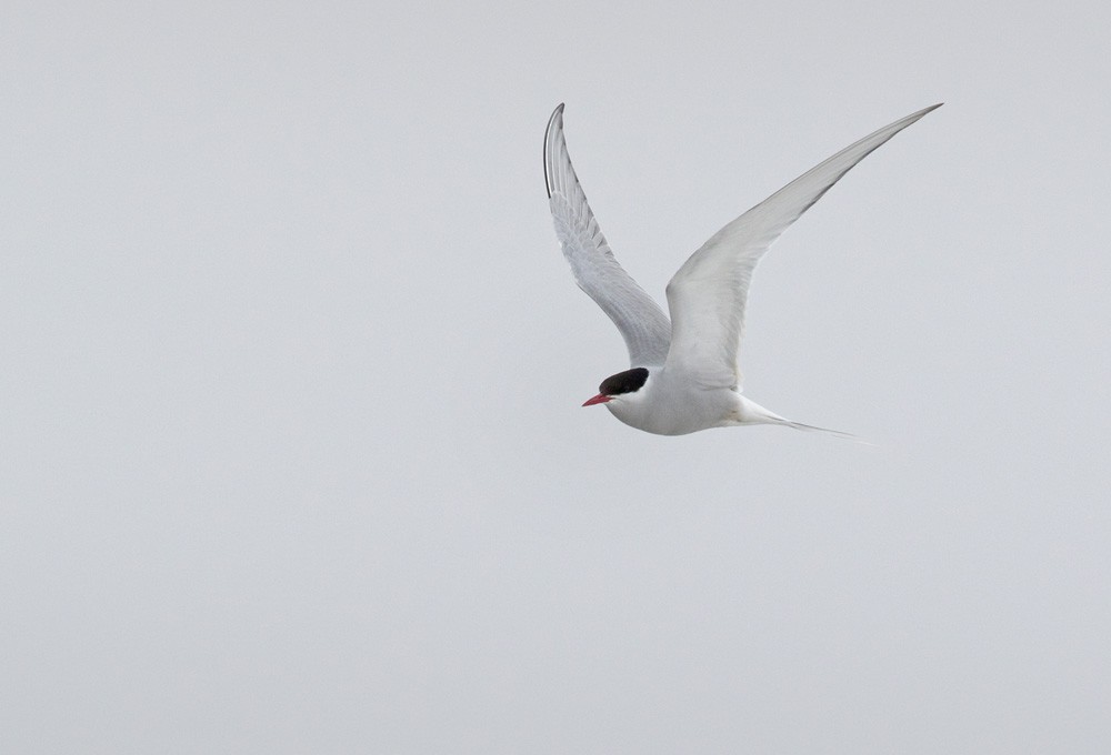 Arctic Tern - ML205978591