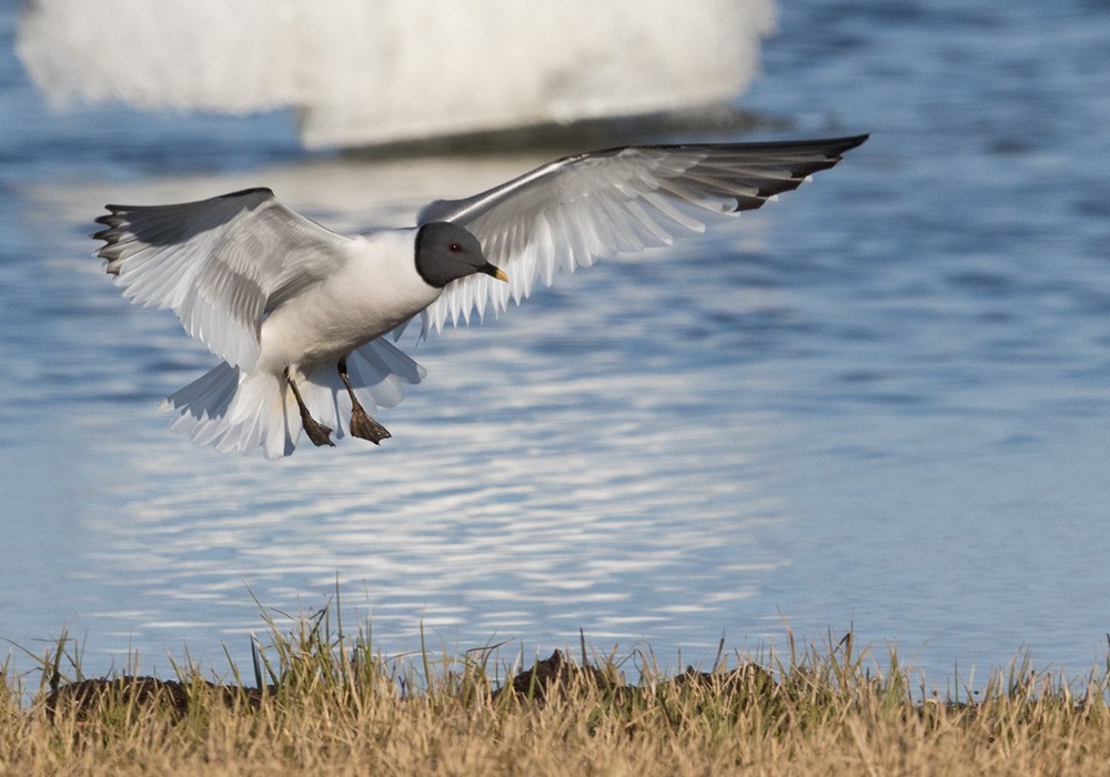 Sabine's Gull - Lars Petersson | My World of Bird Photography